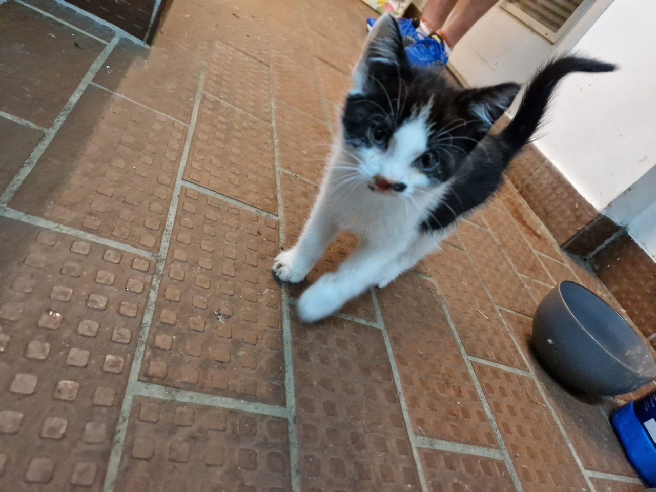 Bauerhofkitten suchen Zuhause ,katzen,Kater,kitten - Mischling - Hövelhof