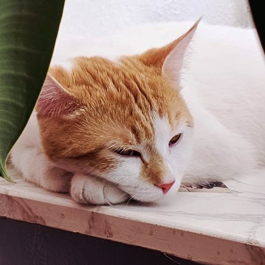 SWEETY - weiblich 1 Jahr europäische Kurzhaarkatze Gechipt Kastriert - Hauskatzen - Lauf an der Pegnitz