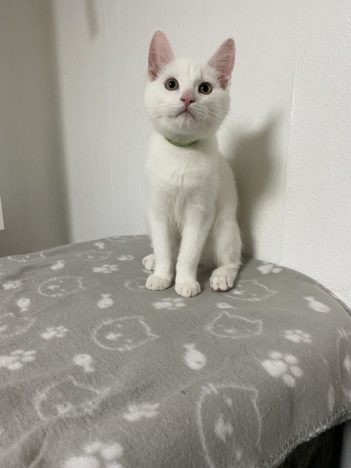 2 Maine Coon Mix Kater - Hauskatzen - Heinsberg