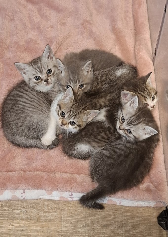 BKH Kitten, British Kurzhaar Katze - British Kurzhaar - Großheide Westermoordorf
