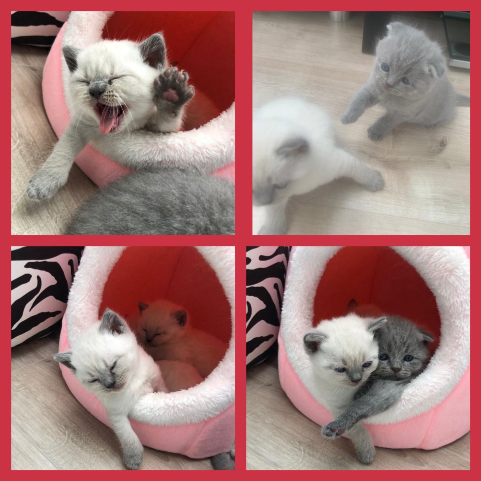 Britische Kurzhaarig BKH Kitten weiß und grau - British Kurzhaar - Melsungen 