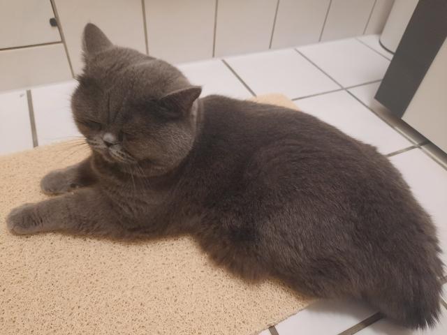 Deckkater  Yaman - Deckkater - Duisburg