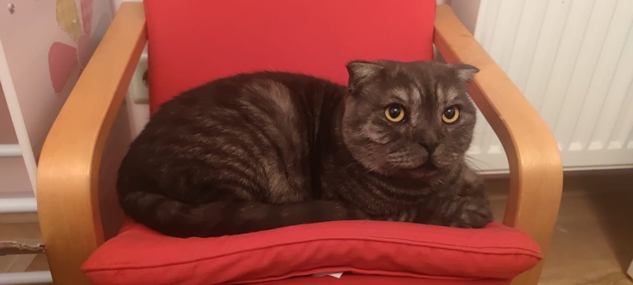 Leider 2 Kater abzugeben - Hauskatzen - Bad Staffelstein