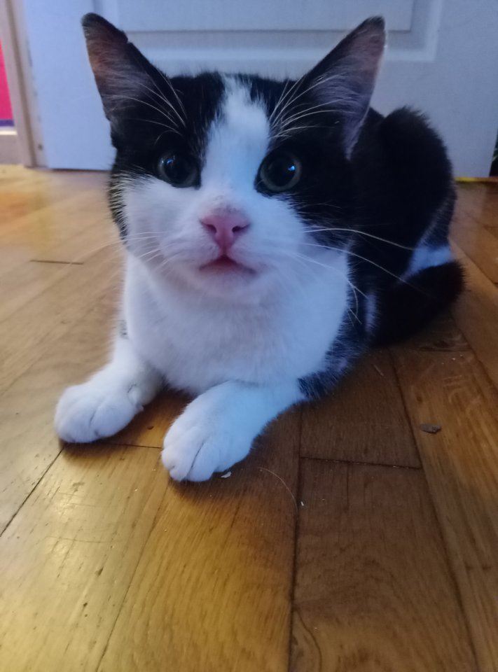 Europäisch Kurzhaar Katze 1 Jahr alt - Hauskatzen - Weil am Rhein