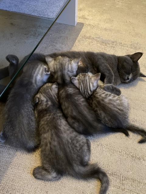 BKH/Scottish fold Kitten - British Kurzhaar - Frankfurt am Main