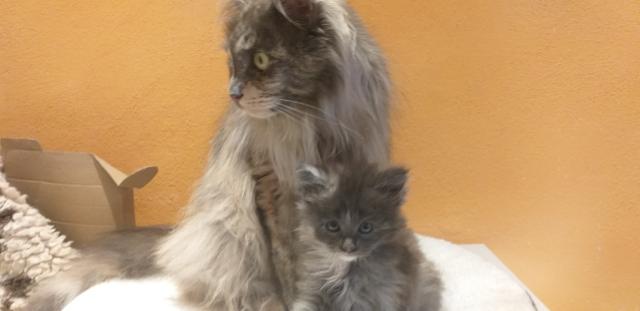 Maine Coon Kätzchen suchen ihre Traumfamilie - Maine Coon - Mühldorf