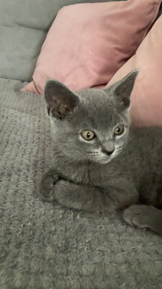 BKH kitten, Mädchen - British Kurzhaar - Beckum