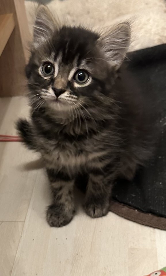 Süße verschmuste Britisch Kurzhaar, Britisch Langhaar und mix Kitten Katzenbabys - Hauskatzen - Hagen