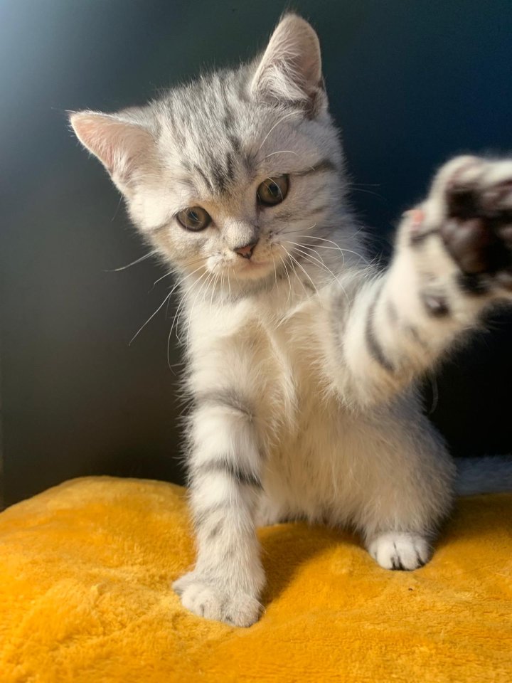 Reinrassige BKH Kitten zu verkaufen - British Kurzhaar - Auerbach/Vogtl