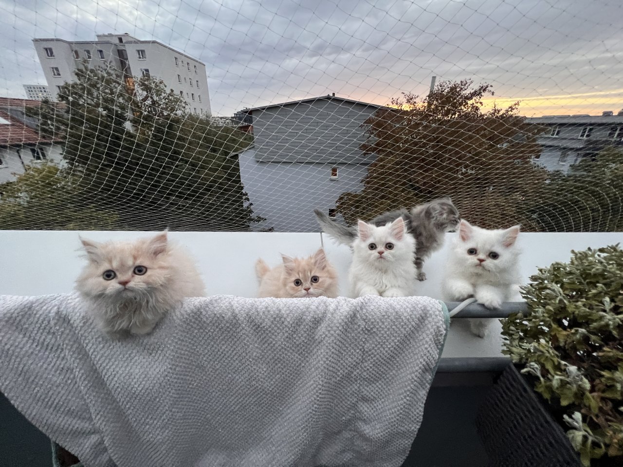 Wunderbare Perser Kitten suchen liebevolle Familien! - Perser - München