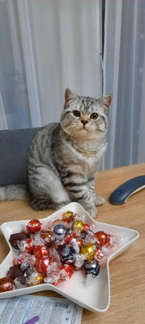 Deckkater BKH Mix  - Deckkater - Leimen 