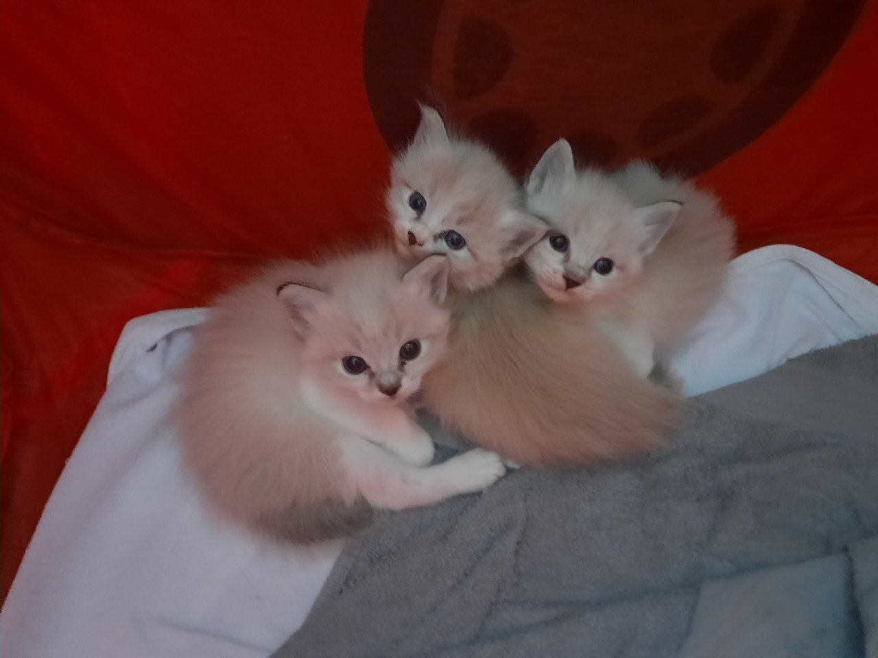 Süße Ragdoll Kitten suchen ein neues Zuhause - Ragdoll - Köln