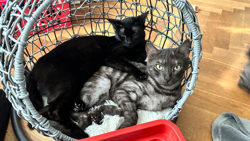 Zwei hauskatzen bengal - Bengal - Oberasbach