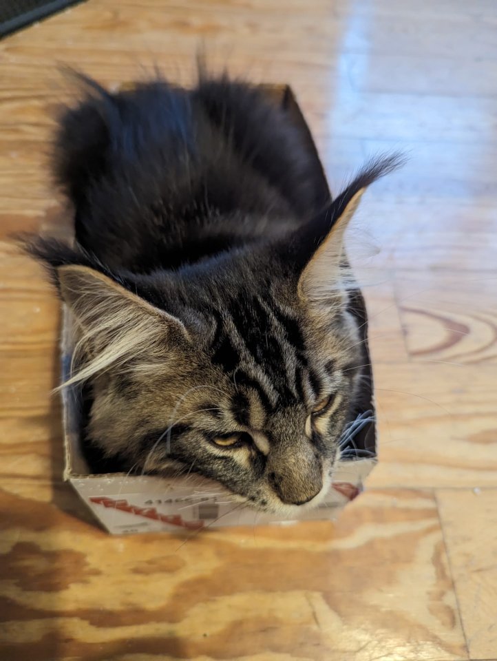 Maine Coon Kitten, sofort abgabereit - Maine Coon - Edingen-Neckarhausen