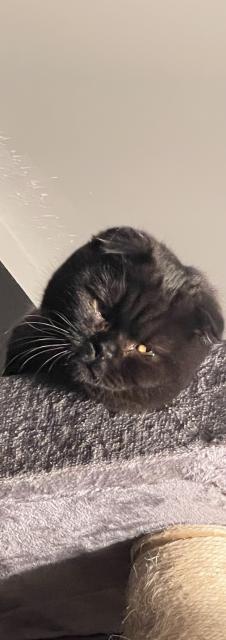 Scottich Fold Katze braun schwarz  - Scottish Fold - Bakum