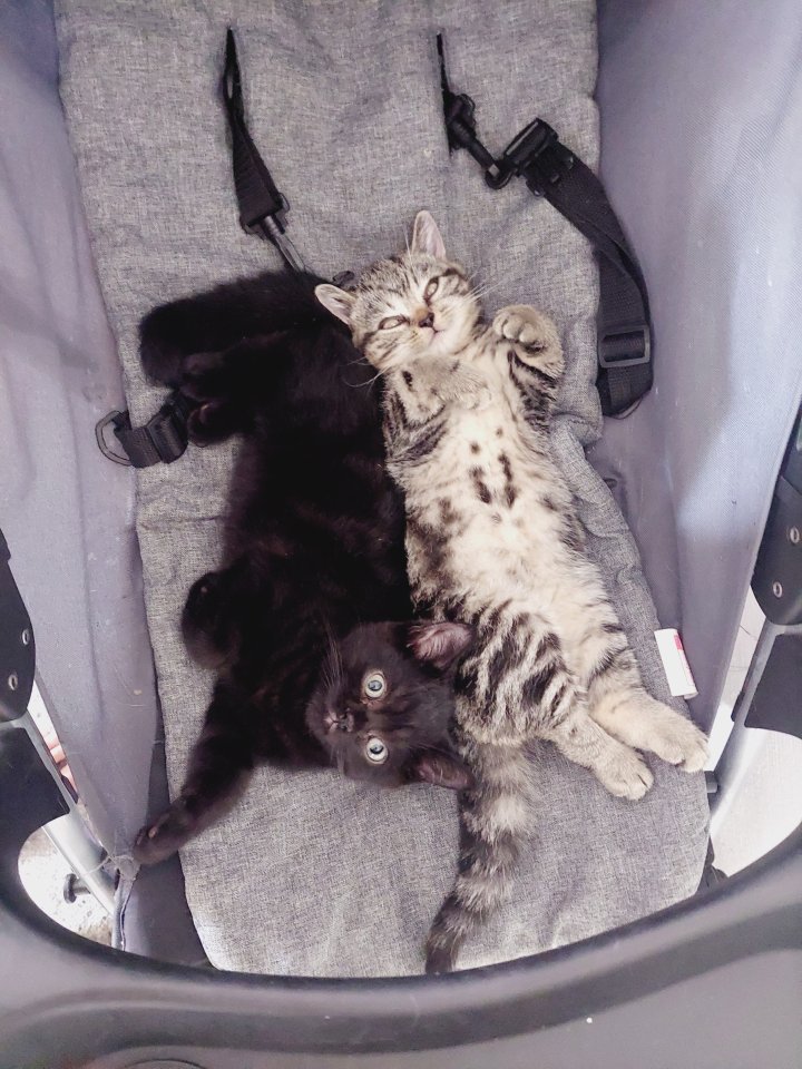 Britisch Kurzhaar Tabby - British Kurzhaar - Saarbrücken