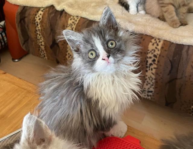 Selkirk Rex Kitten - Selkirk Rex - Elze