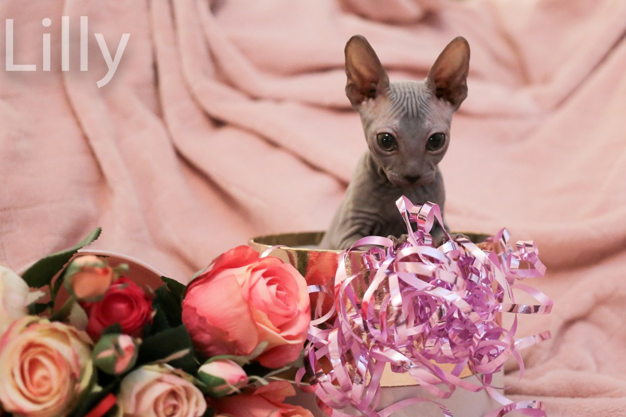 Don Sphynx Kitten - Katzenbabys - Sphynx - Wetzlar