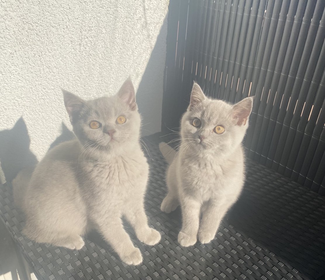 Zwei BKH Kitten abgabebereit - British Kurzhaar - Wentorf
