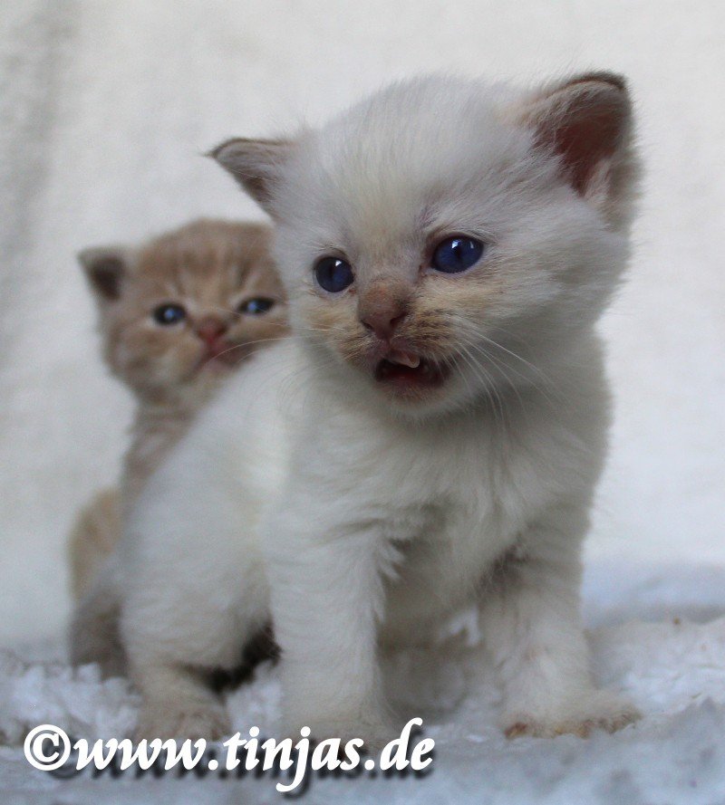 BKH-Britisch Kurzhaar Katzenbaby cinnamon golden shaded point mit blauen Augen - British Kurzhaar - Berlin