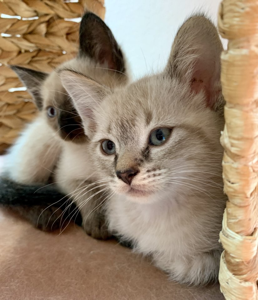 Zauberhafte Bengal Devon Rex Kitten aus Traumverpaarung - Mischling - Rosengarten