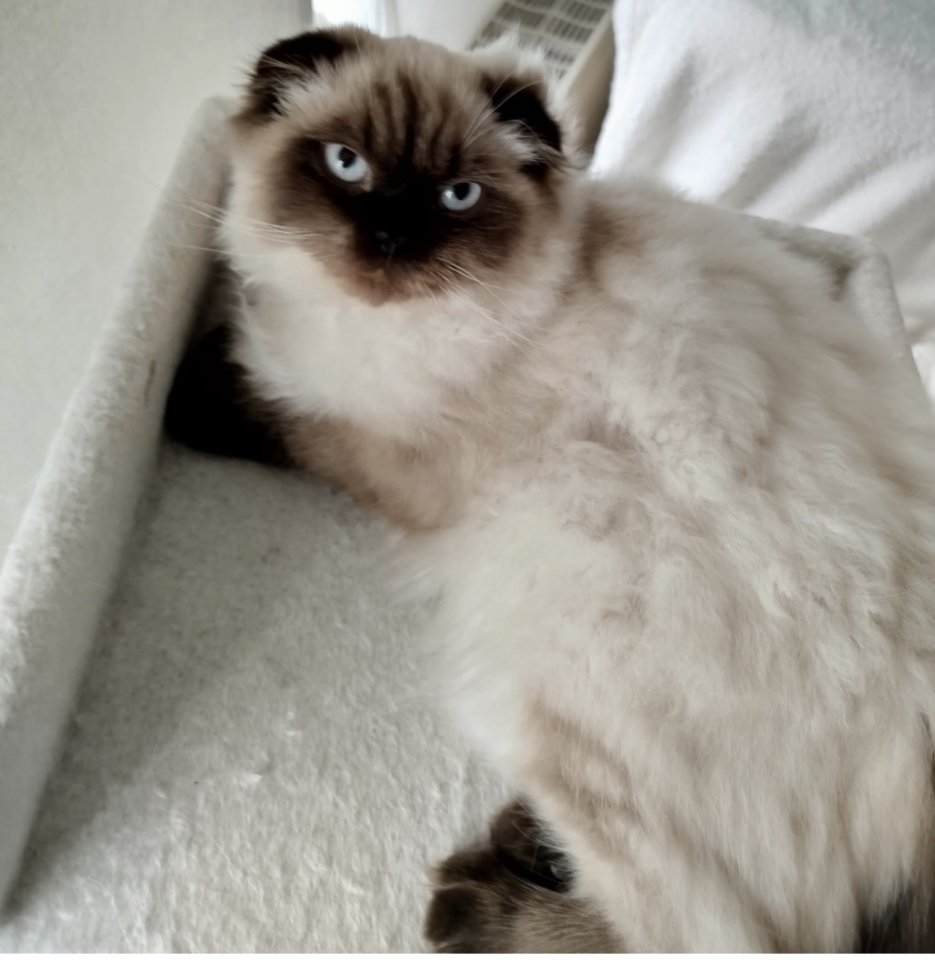 Blh kater mix sucht liebevolles heim - Hauskatzen - Wilhelmshaven