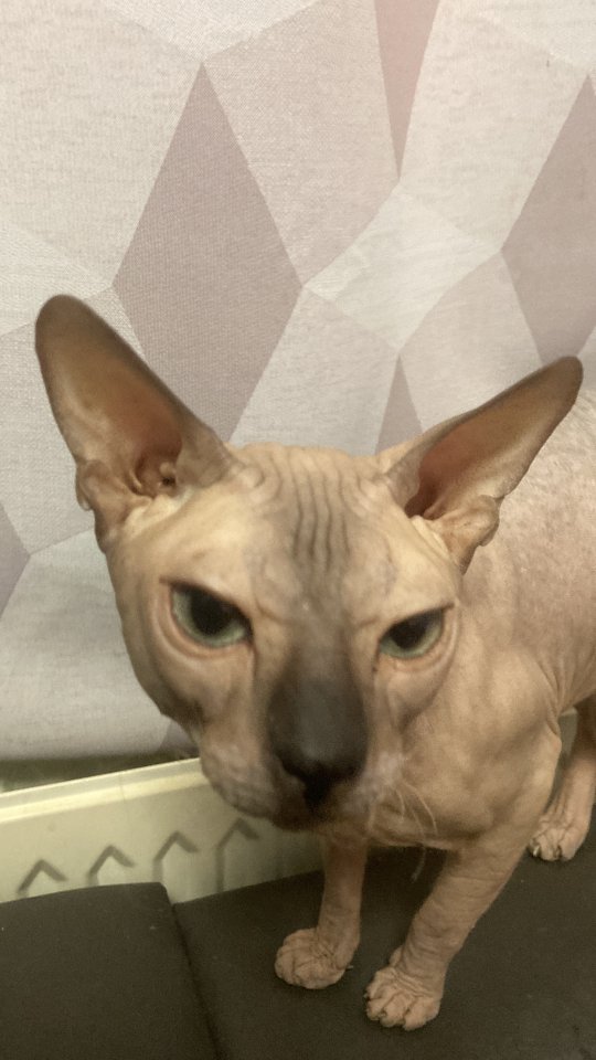 Deckkater Don Sphynx - Deckkater - Berlin