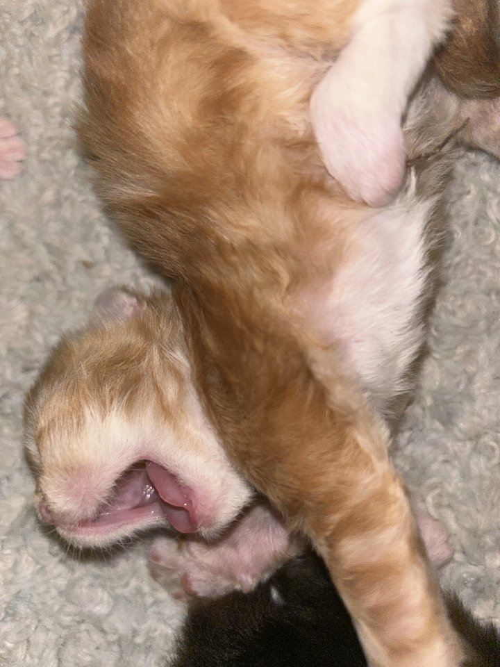Main Coon Perser Babys - Mischling - Bernau