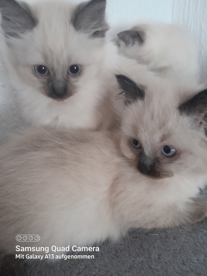 Süsse siam kitten verkaufen - Siam - Bad Fallingbostel 