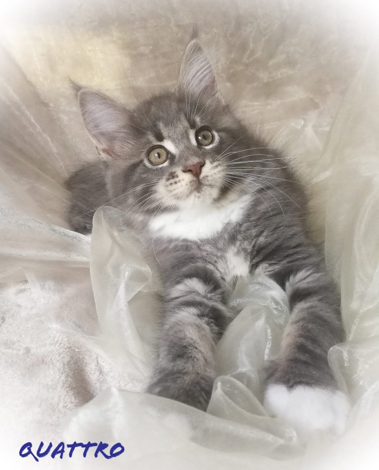 Maine Coon Blue Silber Junge - Maine Coon - Kohlberg i.d.Opf.