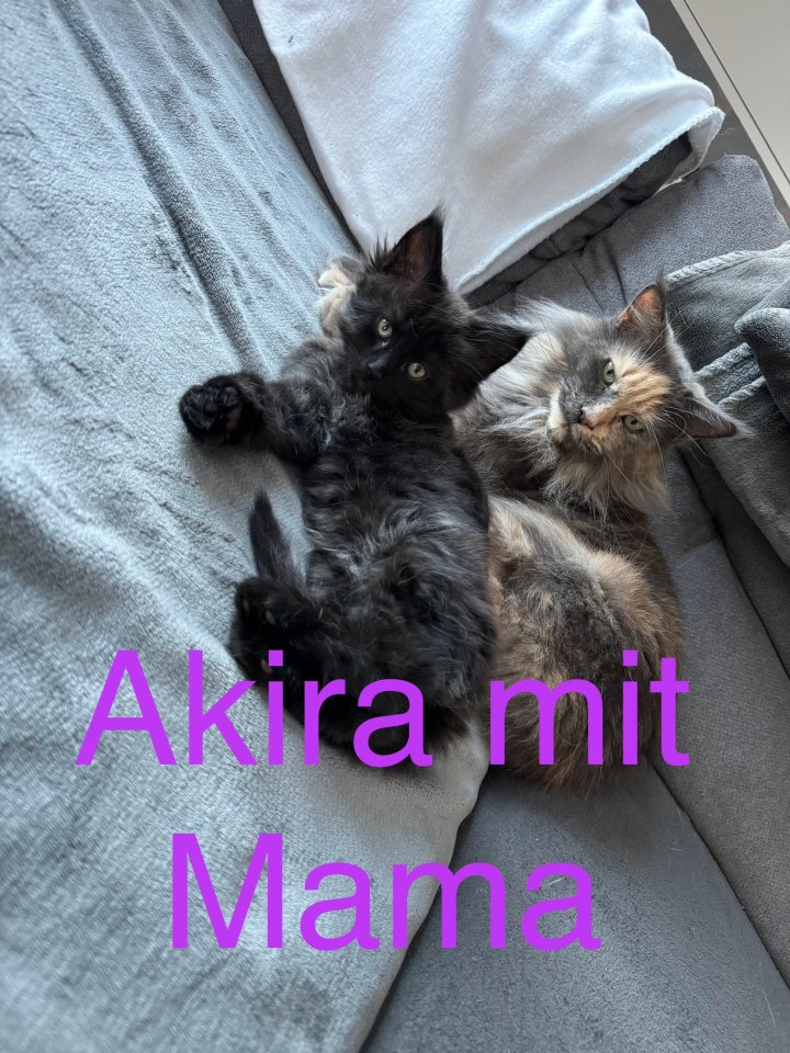 Reinrassige Maine Coon kitten - Maine Coon - Ichenhausen