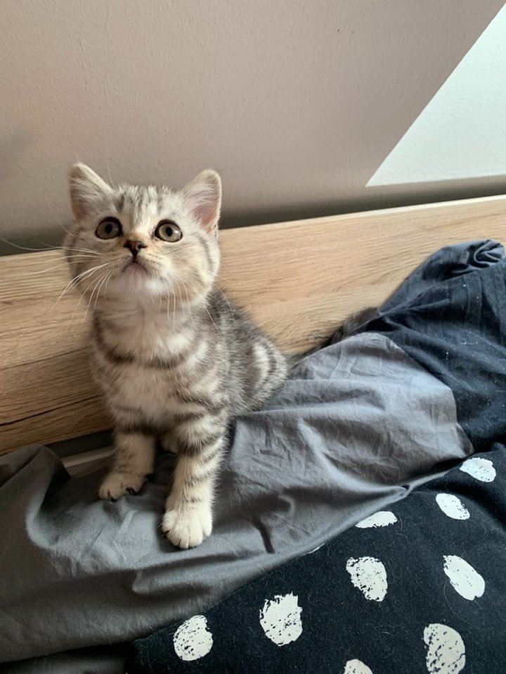 BKH Babys Kitten suchen ein neues - British Kurzhaar - Düsseldorf