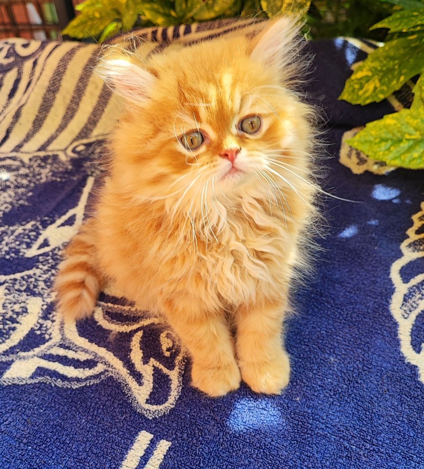 Perser Kitten  baby Ab ende Mai  2024  dürfen unsere zwei Kitten ausziehen - Perser - Worms