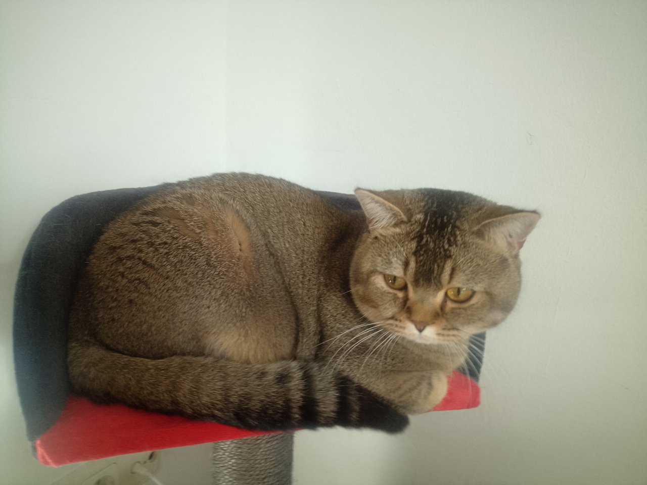 BHK Black Golden Shaded Deckkater - Deckkater - Dombühl