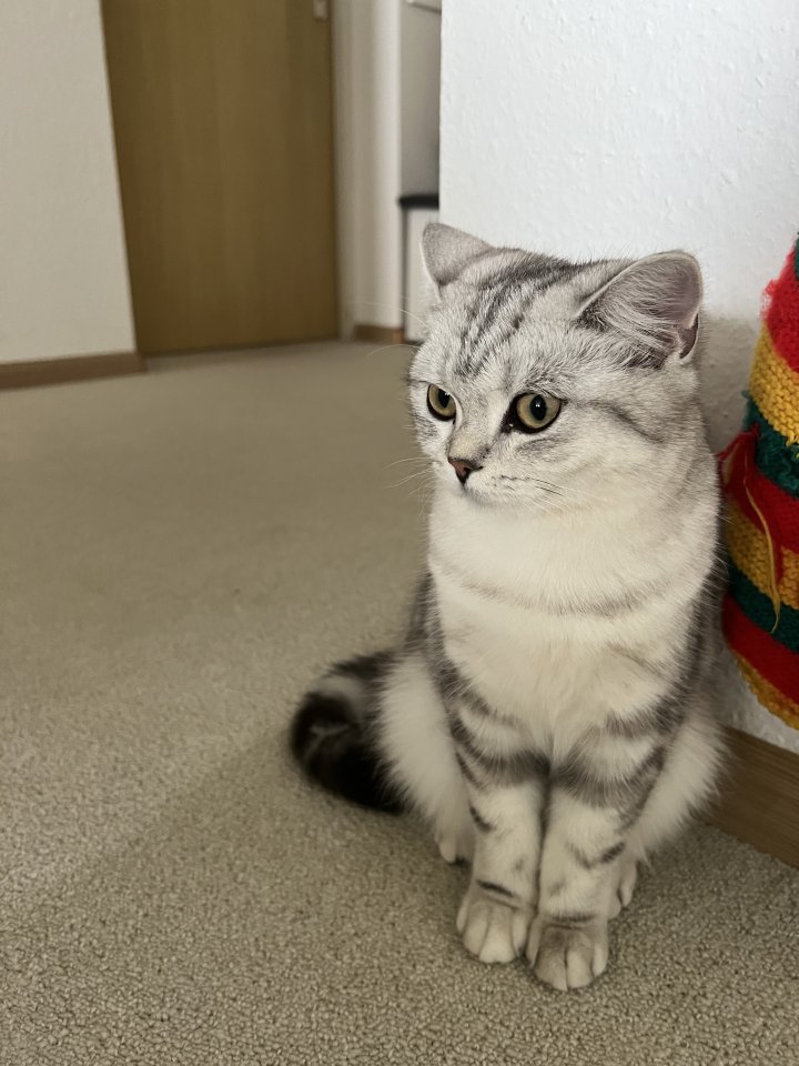 Zwei Schöne Katzen Nala und Bela suchen neues Zuhause - Hauskatzen - Waldshut-Tiengen