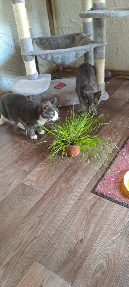 Auf der Suche nach einem liebevollen Zuhause: Zwei besondere Katzen suchen gemei - Kartaeuser - Nettersheim