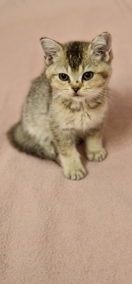 BKH Kitten suchen ein liebevolles neues Zuhause - British Kurzhaar - Ottersberg