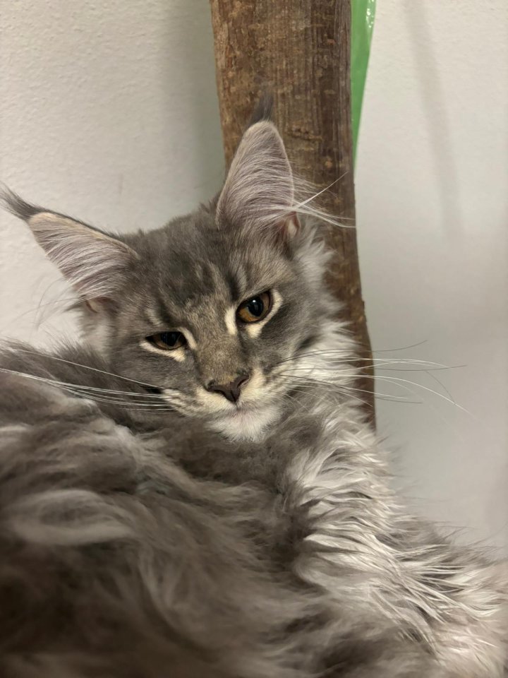 4 süsse Maine Coon - Maine Coon - Todtenweis