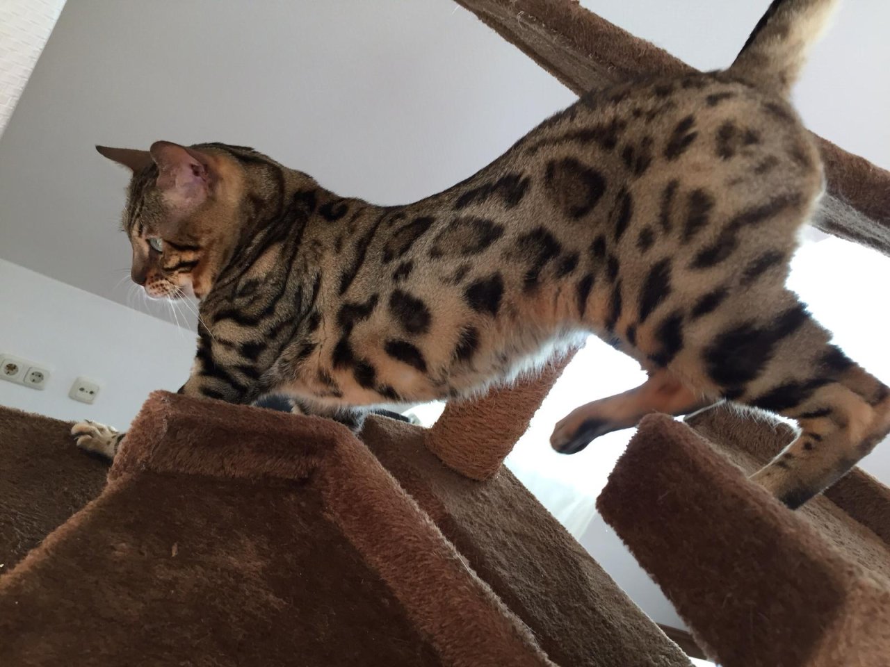 Kastrierter Bental Kater - Bengal - Holzminden