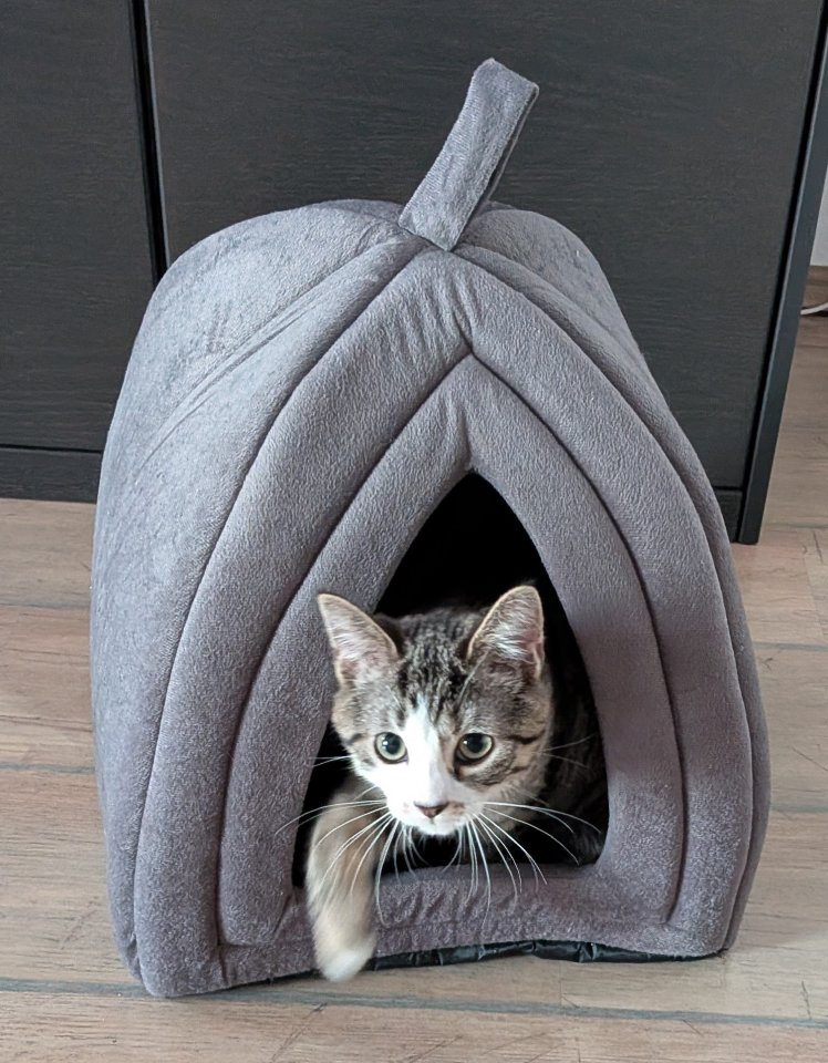 Niedliche Kitten (männlich), getigert, 4 Monate - Hauskatzen - Übach