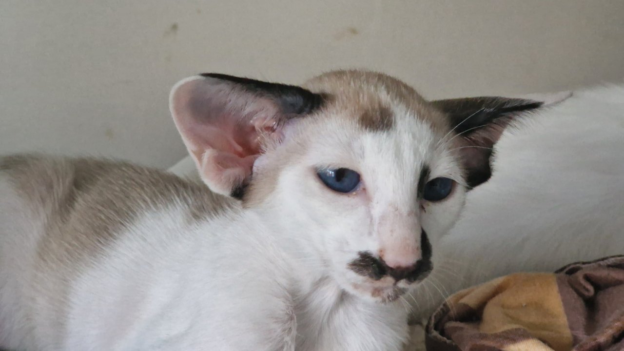 Siamesen und Balinesen - Siam - Berlin