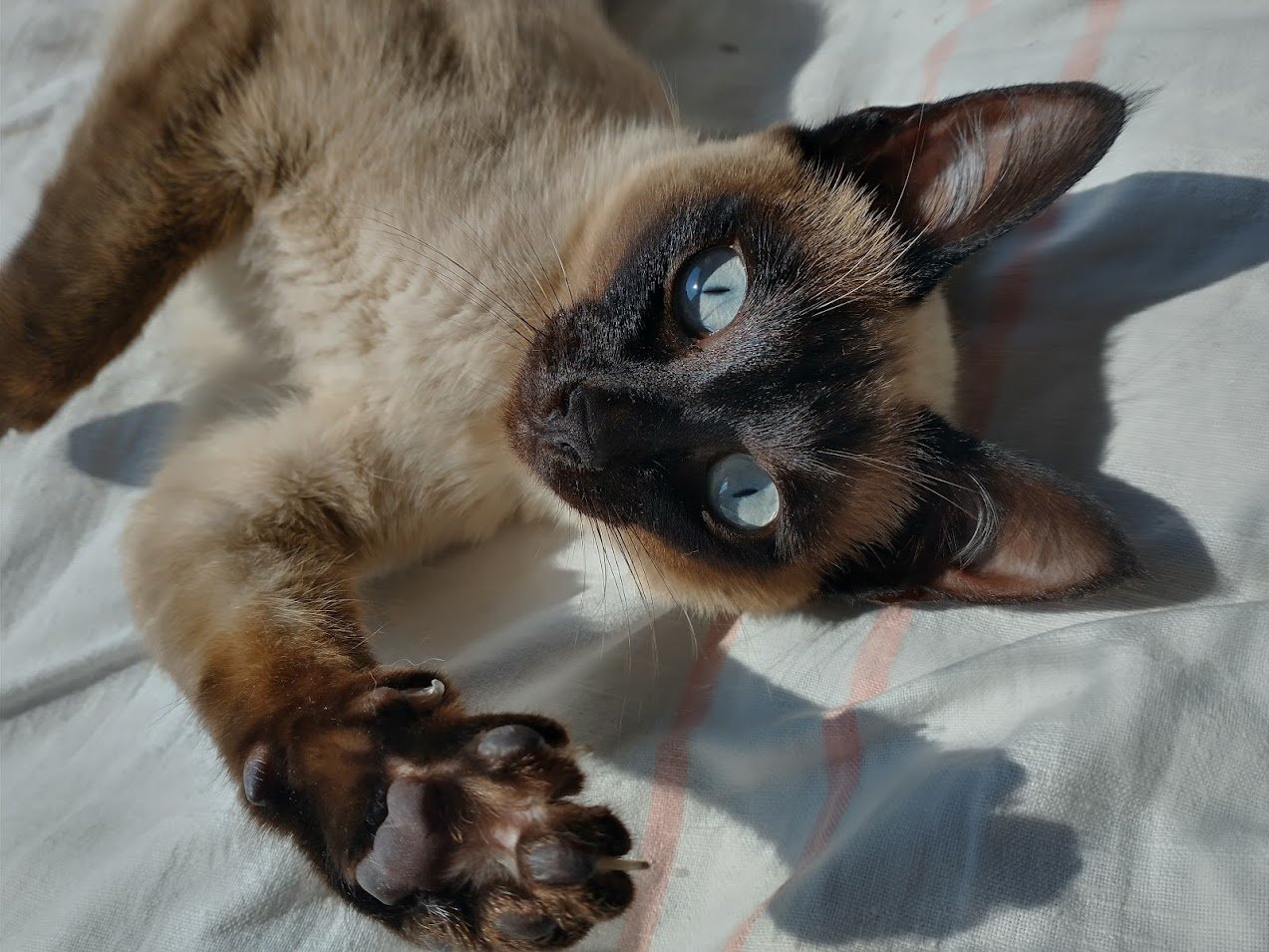 Junge Thaikatze abzugeben - Freigaenger - Jülich