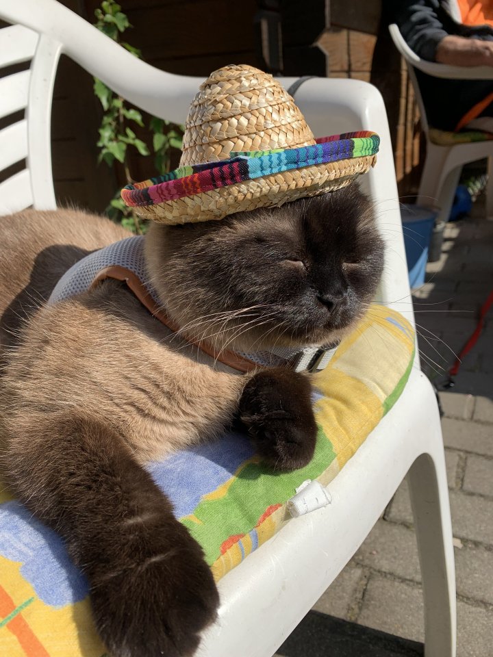 Liebevollen kuschelkater abzugeben - Hauskatzen - Berlin