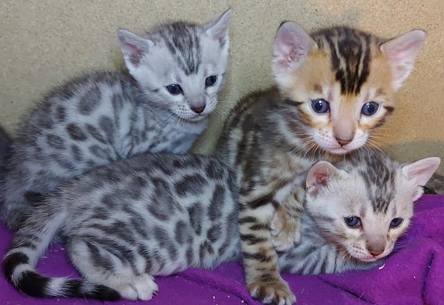 Reinrassige Bengal Kitten  - Bengal - Dortmund