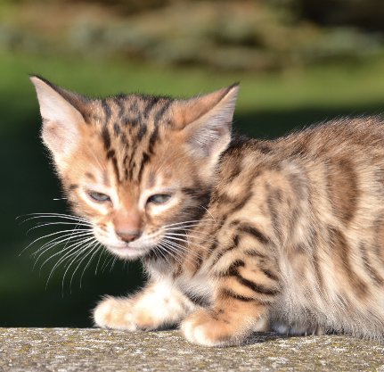 Bengalkitten Abgabe ab sofort - Bengal - Horsmar