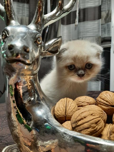Britisch Kurzhaar SkotischFold BKH Kitten mit blauen Augen  - Hauskatzen - Dörpen