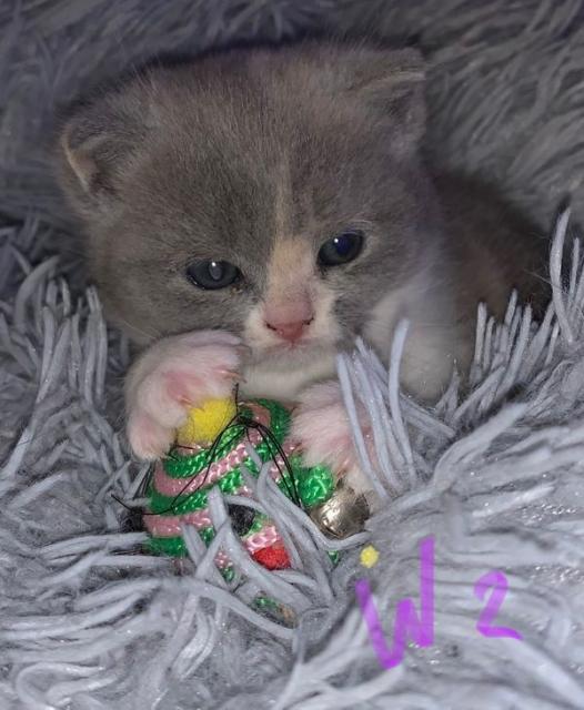 Bkh 2 Kitten Frei - British Kurzhaar - Leverkusen