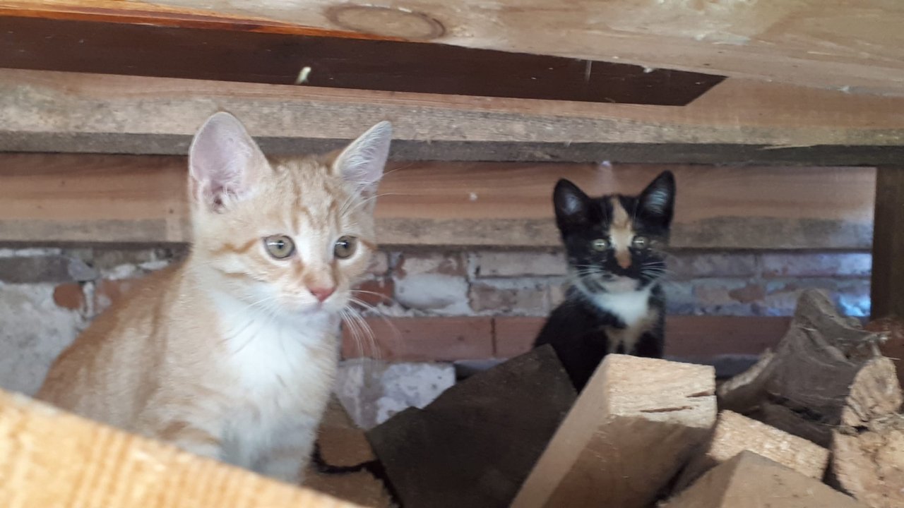 Kätzchen, kleine Kater - Freigaenger - Diera-Zehren