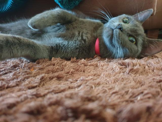 Suche Deckkater - Russisch Blau - Groß Rogahn