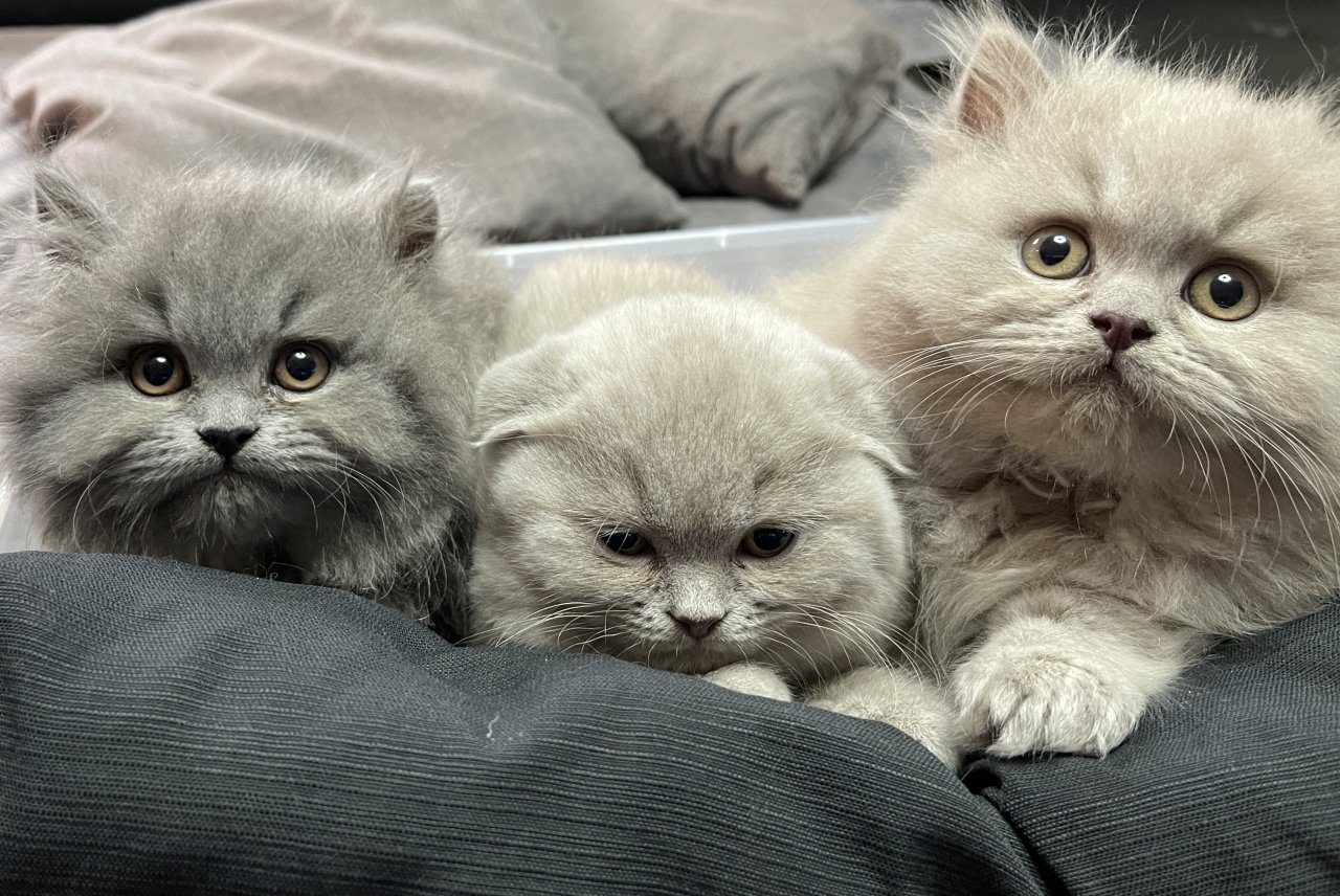 BKH BLH Scottish fold - British Kurzhaar - Netphen 